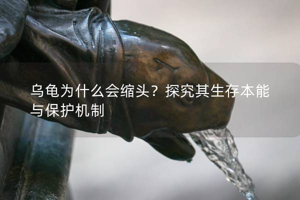 乌龟为什么会缩头？探究其生存本能与保护机制