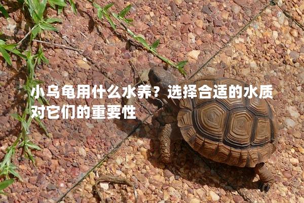 小乌龟用什么水养？选择合适的水质对它们的重要性