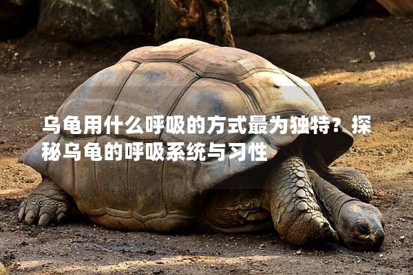 乌龟用什么呼吸的方式最为独特？探秘乌龟的呼吸系统与习性