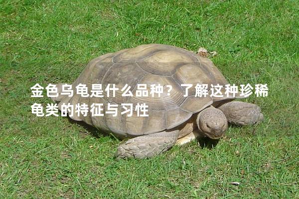 金色乌龟是什么品种？了解这种珍稀龟类的特征与习性