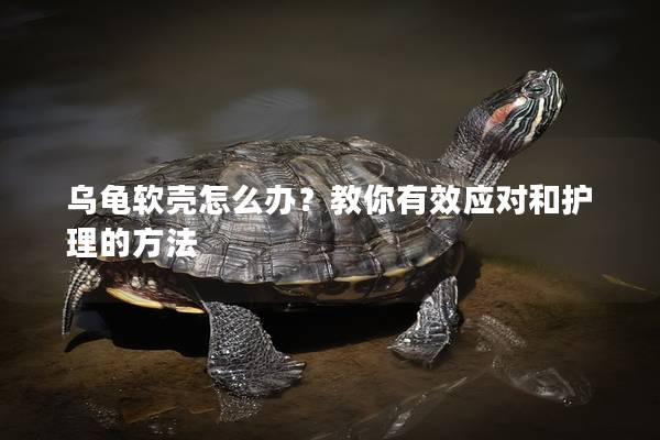 乌龟软壳怎么办？教你有效应对和护理的方法