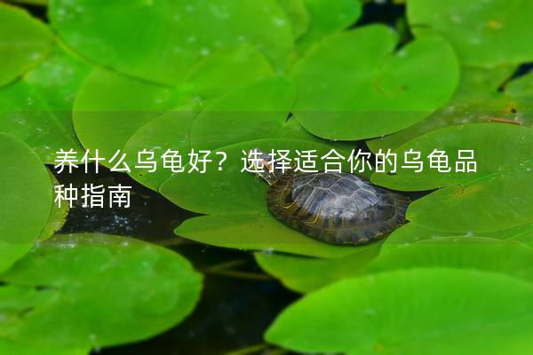 养什么乌龟好？选择适合你的乌龟品种指南