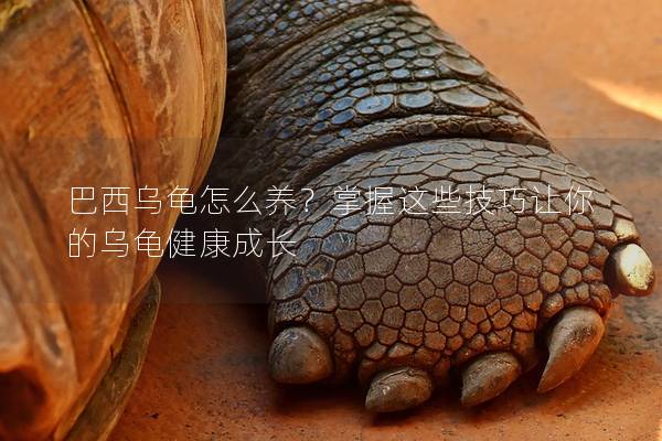 巴西乌龟怎么养？掌握这些技巧让你的乌龟健康成长