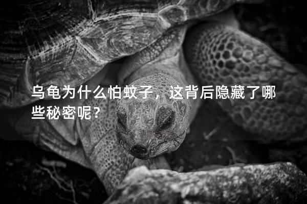 乌龟为什么怕蚊子，这背后隐藏了哪些秘密呢？