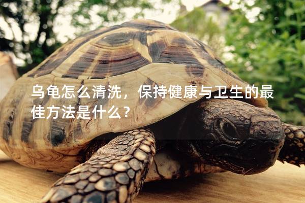 乌龟怎么清洗，保持健康与卫生的最佳方法是什么？