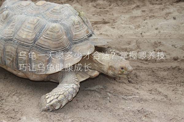 乌龟一天喂多少才合适？掌握喂养技巧让乌龟健康成长