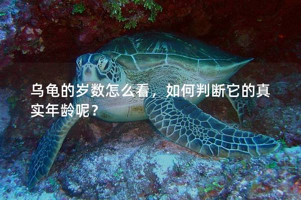 乌龟的岁数怎么看，如何判断它的真实年龄呢？