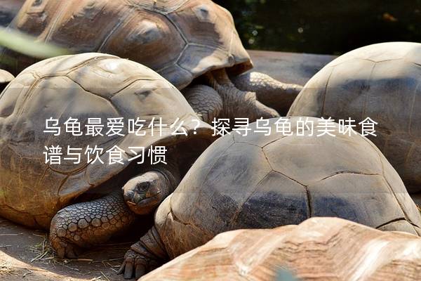 乌龟最爱吃什么？探寻乌龟的美味食谱与饮食习惯