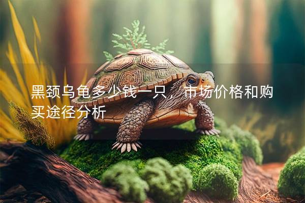 黑颈乌龟多少钱一只，市场价格和购买途径分析