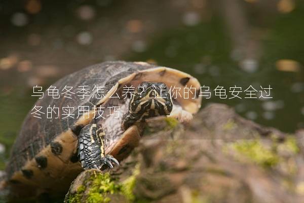 乌龟冬季怎么养？让你的乌龟安全过冬的实用技巧