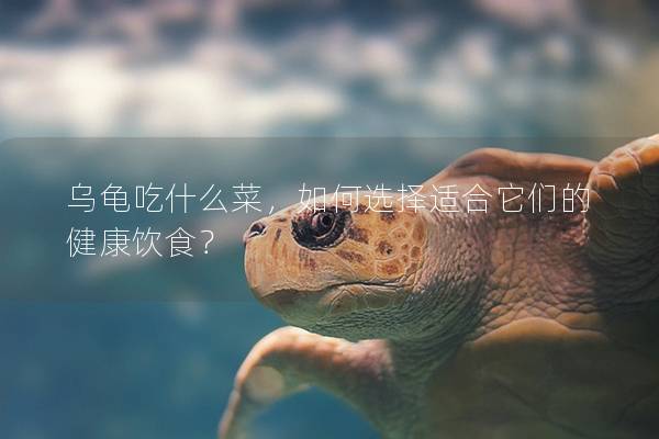 乌龟吃什么菜，如何选择适合它们的健康饮食？