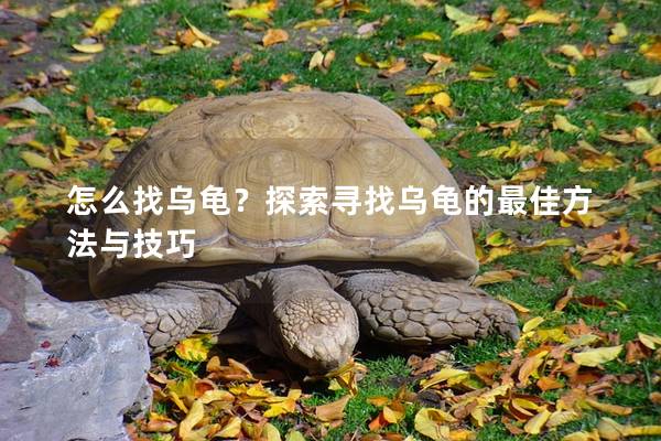 怎么找乌龟？探索寻找乌龟的最佳方法与技巧