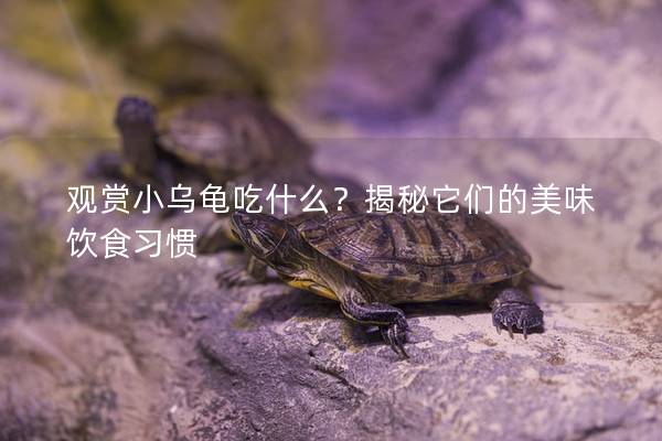 观赏小乌龟吃什么？揭秘它们的美味饮食习惯