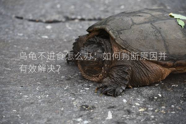 乌龟不进食怎么办，如何判断原因并有效解决？