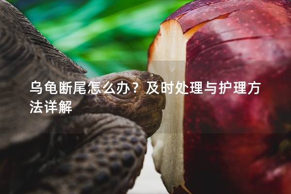 乌龟断尾怎么办？及时处理与护理方法详解