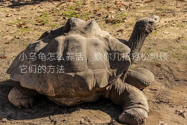 小乌龟怎么养活，教你几招轻松照顾它们的方法