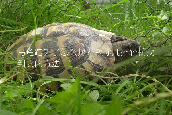 乌龟跑丢了怎么找？教你几招轻松找到它的方法
