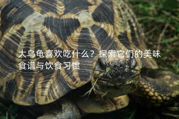 大乌龟喜欢吃什么？探索它们的美味食谱与饮食习惯