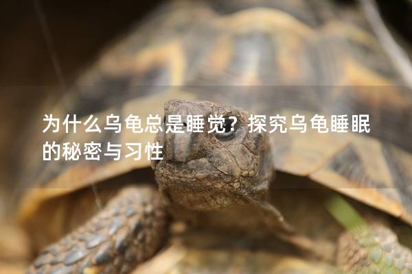 为什么乌龟总是睡觉？探究乌龟睡眠的秘密与习性