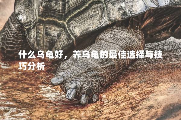 什么乌龟好，养乌龟的最佳选择与技巧分析