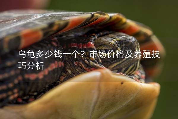 乌龟多少钱一个？市场价格及养殖技巧分析