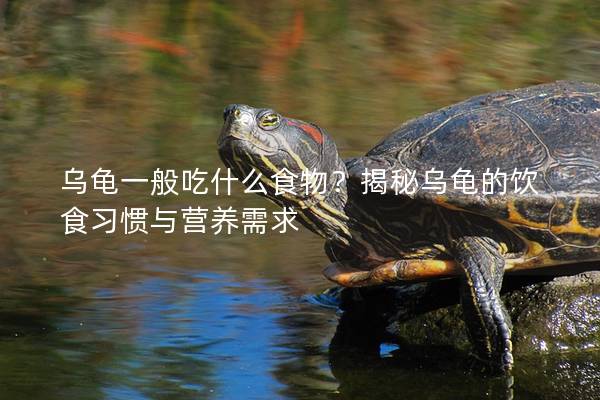 乌龟一般吃什么食物？揭秘乌龟的饮食习惯与营养需求