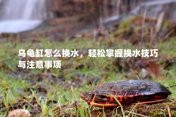 乌龟缸怎么换水，轻松掌握换水技巧与注意事项