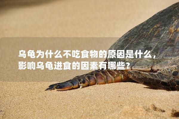 乌龟为什么不吃食物的原因是什么，影响乌龟进食的因素有哪些？