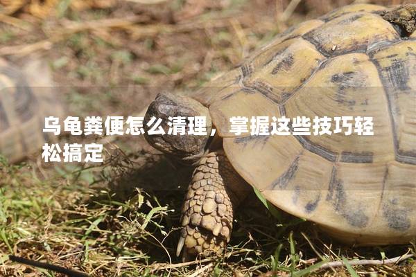 乌龟粪便怎么清理，掌握这些技巧轻松搞定