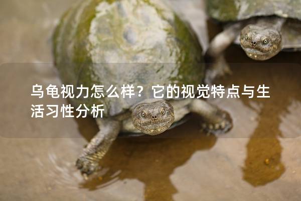 乌龟视力怎么样？它的视觉特点与生活习性分析