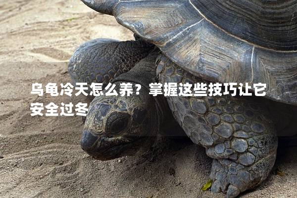 乌龟冷天怎么养？掌握这些技巧让它安全过冬