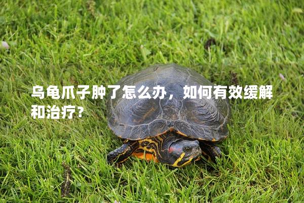 乌龟爪子肿了怎么办，如何有效缓解和治疗？
