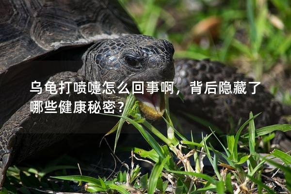 乌龟打喷嚏怎么回事啊，背后隐藏了哪些健康秘密？