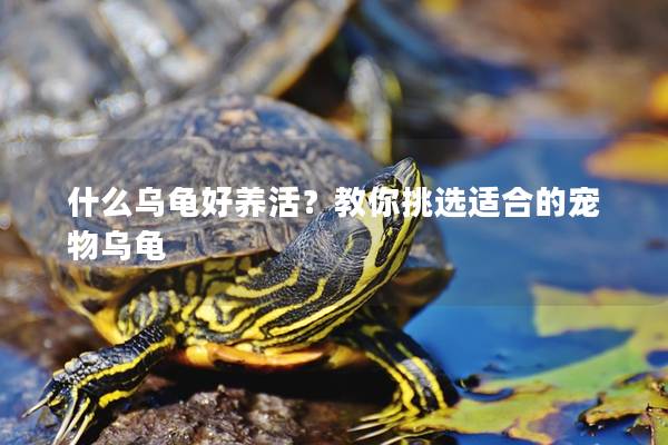 什么乌龟好养活？教你挑选适合的宠物乌龟