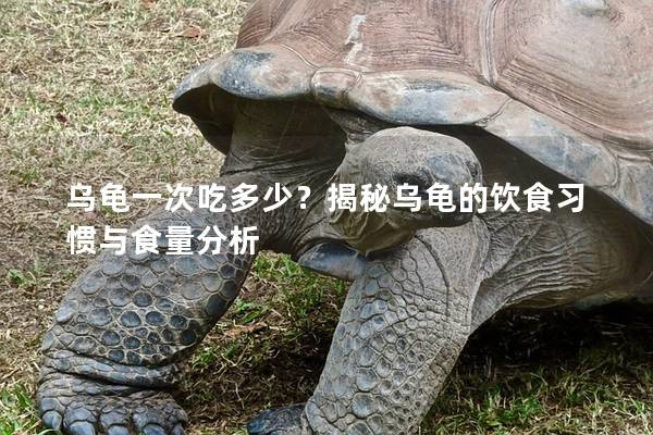 乌龟一次吃多少？揭秘乌龟的饮食习惯与食量分析