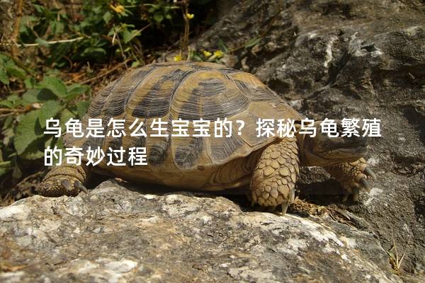 乌龟是怎么生宝宝的？探秘乌龟繁殖的奇妙过程