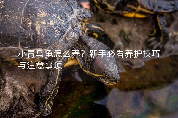 小青乌龟怎么养？新手必看养护技巧与注意事项