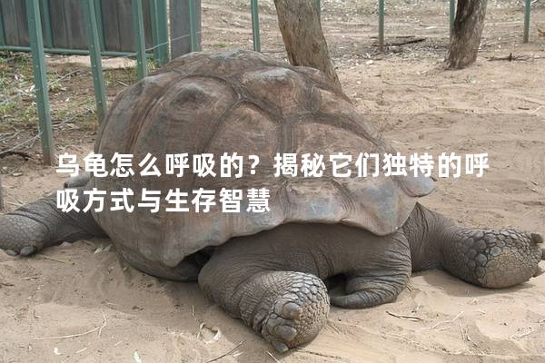 乌龟怎么呼吸的？揭秘它们独特的呼吸方式与生存智慧