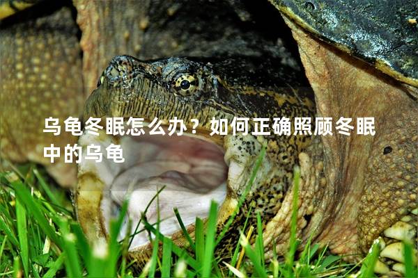 乌龟冬眠怎么办？如何正确照顾冬眠中的乌龟