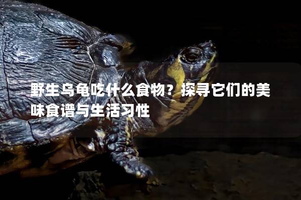 野生乌龟吃什么食物？探寻它们的美味食谱与生活习性