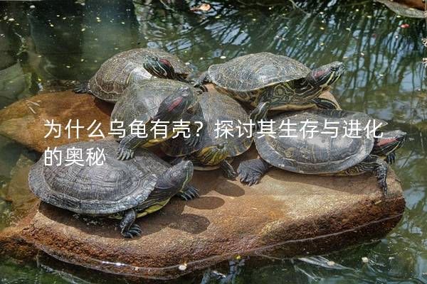 为什么乌龟有壳？探讨其生存与进化的奥秘