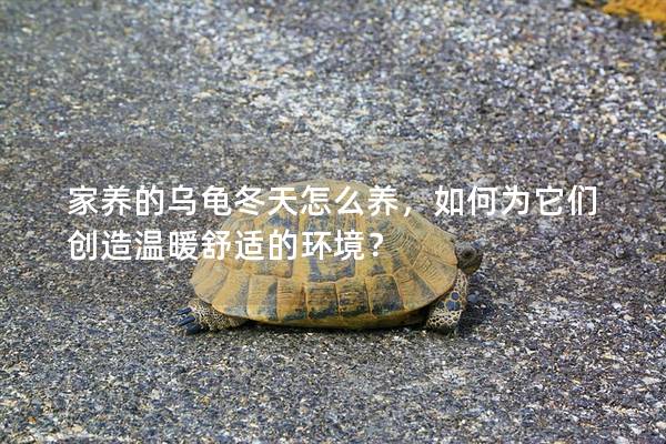 家养的乌龟冬天怎么养，如何为它们创造温暖舒适的环境？