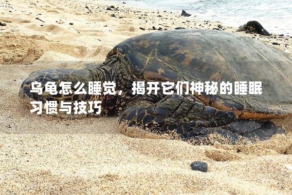 乌龟怎么睡觉，揭开它们神秘的睡眠习惯与技巧