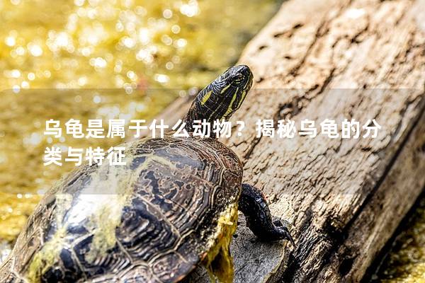 乌龟是属于什么动物？揭秘乌龟的分类与特征