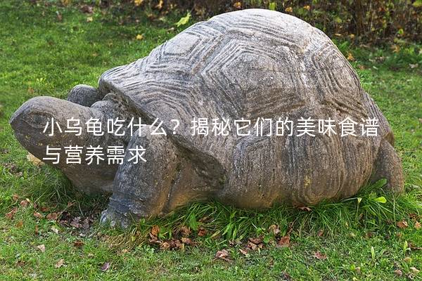 小乌龟吃什么？揭秘它们的美味食谱与营养需求