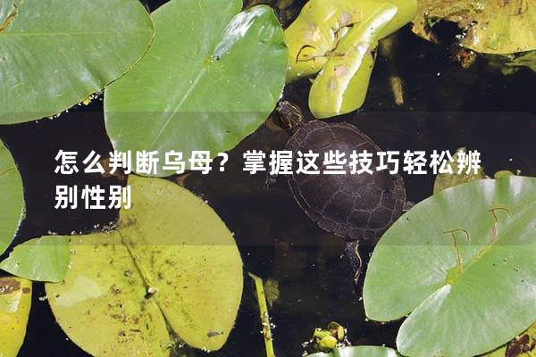 怎么判断乌母？掌握这些技巧轻松辨别性别