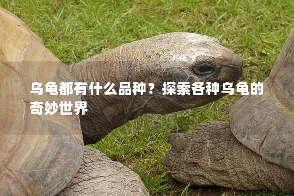 乌龟都有什么品种？探索各种乌龟的奇妙世界