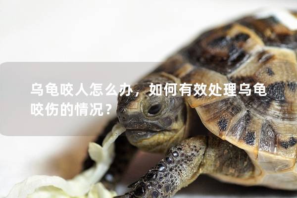 乌龟咬人怎么办，如何有效处理乌龟咬伤的情况？