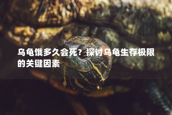 乌龟饿多久会死？探讨乌龟生存极限的关键因素