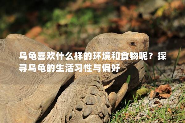 乌龟喜欢什么样的环境和食物呢？探寻乌龟的生活习性与偏好